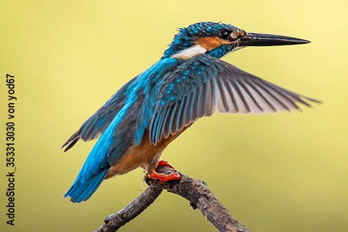 Eisvogel, Alcedo atthis